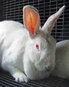 Historic Meat Rabbit Breeds Image